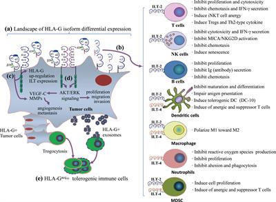 HLA-G/ILTs Targeted Solid Cancer Immunotherapy: Opportunities and Challenges